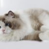 Pistoia: torna l’Expo felina internazionale «Un gatto per amico»
