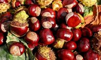 A Marradi chiude la fabbrica di marroni e trasloca. Posti di lavoro a rischio.