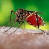 Dengue in Toscana, nuovi casi: 2 a Bagno a Ripoli e 1 a Prato. Annullata Festa della Rificolona a Grassina