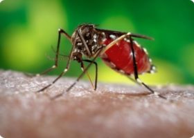 Dengue: due nuovi casi a Prato, domani la disinfestazione. Le zone interessate
