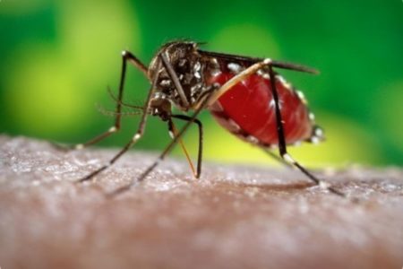 Dengue in Toscana, nuovi casi: 2 a Bagno a Ripoli e 1 a Prato. Annullata Festa della Rificolona a Grassina