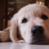 Scuola nazionale cani guida: open day a Scandicci sabato 17. Il programma e come prenotare
